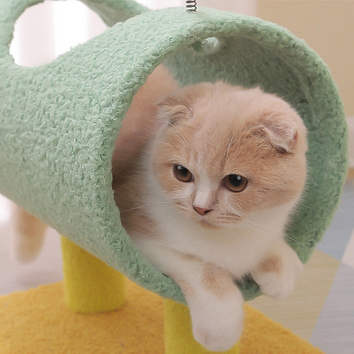 Cat Climbing Scratching Post - Wear-resistant
